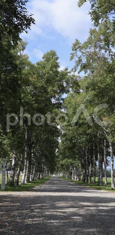 白樺並木 北海道,十勝,白樺の写真素材
