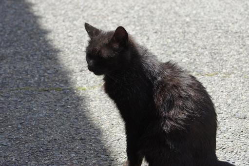 ねこ 箱座り,飼い猫,家猫の写真素材
