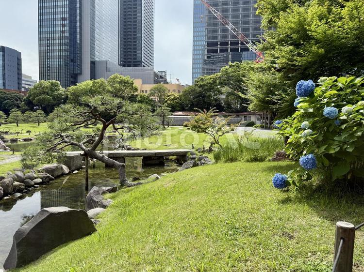 6月　旧芝離宮恩賜庭園 岩,庭石,旧芝離宮恩賜庭園の写真素材