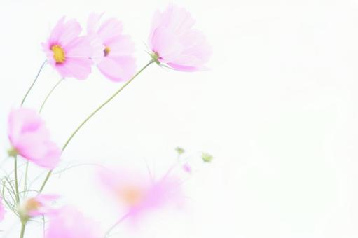 High key soft focus cosmos on white background, JPG