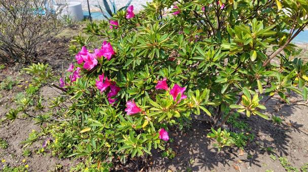 Roadside Azalea, JPG Roadside Azalea, JPG