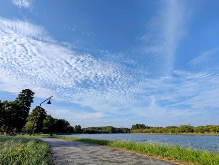 水元公園―小合溜沿いの散策路 水元公園―小合溜沿いの散策路の写真