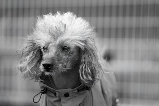 チャイニーズクレステッドのポートレート 犬,チャイニーズクレステッド,ペットの写真素材