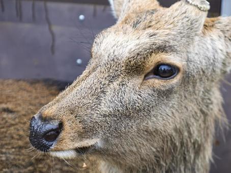 雨上がりに佇む鹿の瞳 奈良公園,鹿,動物の写真素材