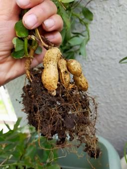 家庭菜園　落花生　収穫1 落花生,家庭菜園,収穫の写真素材