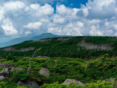 北八ヶ岳の縞枯れ現象 シラビソ,八ヶ岳,にゅうの写真素材