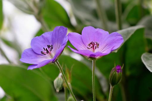 ゼラニウム1 ゼラニウム1 ゼラニウム,植物,花の写真素材