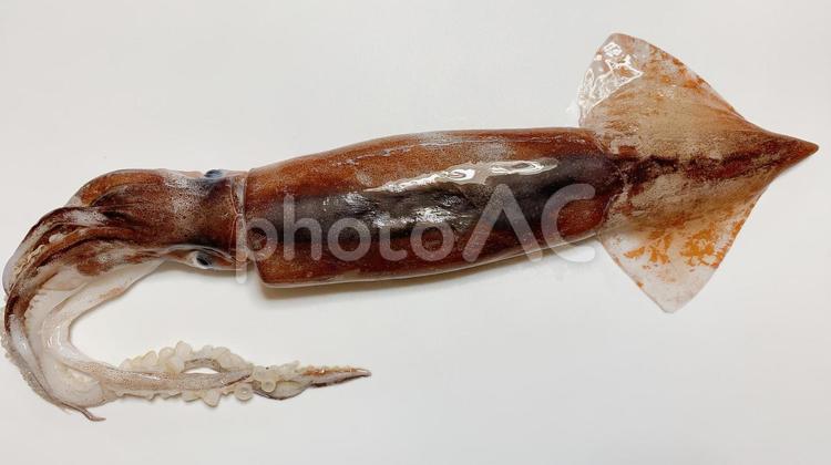 スルメイカ　生イカ　白背景 イカ,スルメイカ,生いかの写真素材