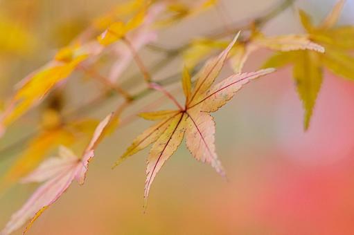 紅葉の写真
