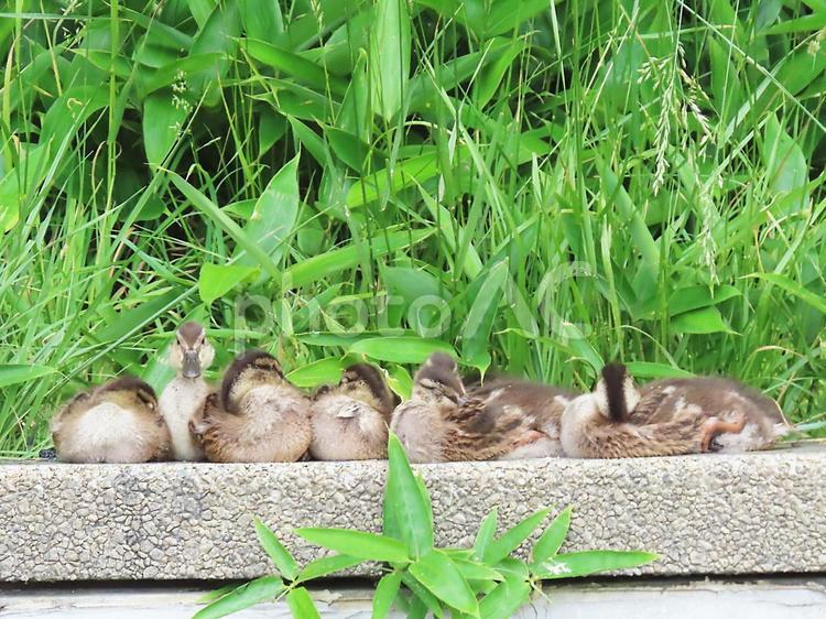 一休みするマガモのヒナ マガモ,野鳥,鳥類の写真素材