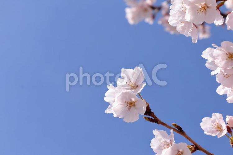 桜9　春の風景 さくら,サクラ,桜の写真素材