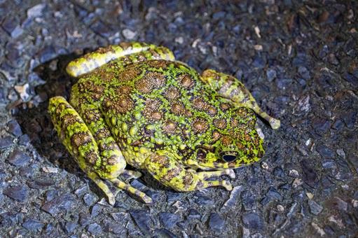 アマミイシカワガエル アマミイシカワガエルの写真