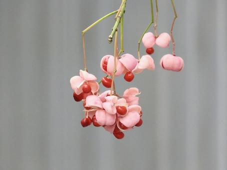 実のなる木 鳥,野鳥,アオサギの写真素材