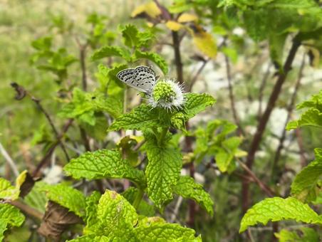 スペアミントとシジミチョウ スペアミントとシジミチョウ スペアミント,ハーブ,植物の写真素材