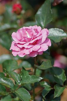 Aramaki Rose Garden 217 Love Potion, JPG