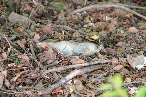 大久野島　野ウサギ746 うさぎ,ウサギ,動物の写真素材
