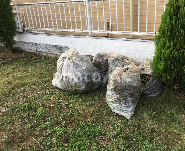 庭の草むしり　雑草と袋 草むしり,雑草,除草の写真素材