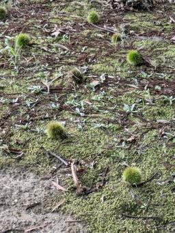 栗2507 栗,イガ栗,山の写真素材