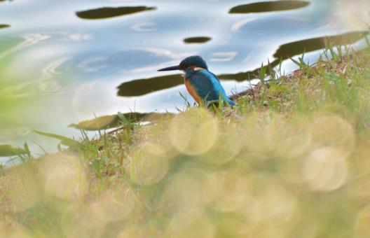 カワセミ カワセミ カワセミ,野鳥,鳥の写真素材