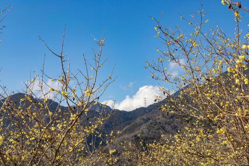 青空に映える満開のロウバイ ロウバイ,花,黄色の写真素材