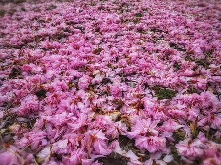 牡丹桜(花の絨毯) 牡丹桜(花の絨毯) 桜,ボタン桜,牡丹桜の写真素材