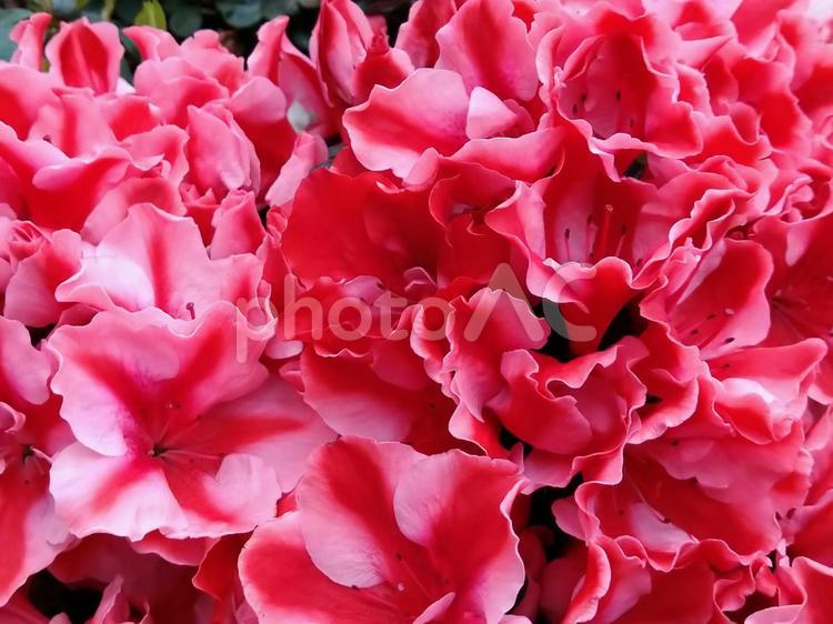 美しいアザレア アザレア,花,はなの写真素材