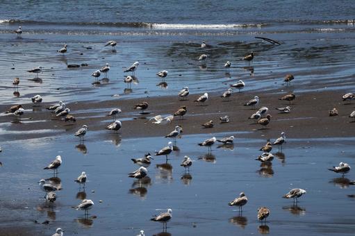 たくさん海鳥がいる海の浅瀬の海岸の砂浜 たくさん海鳥がいる海の浅瀬の海岸の砂浜の写真