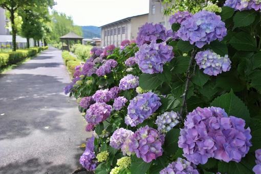 アジサイの写真