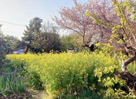 菜の花 菜の花,アブラナ,蕾の写真素材