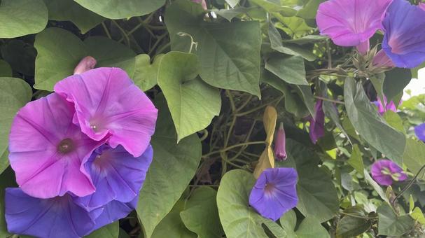 朝顔の花 朝顔の花の写真