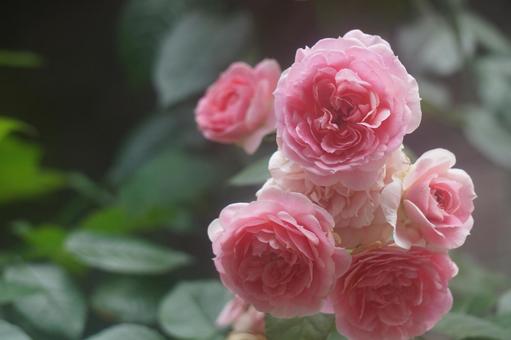 薔薇 薔薇の写真