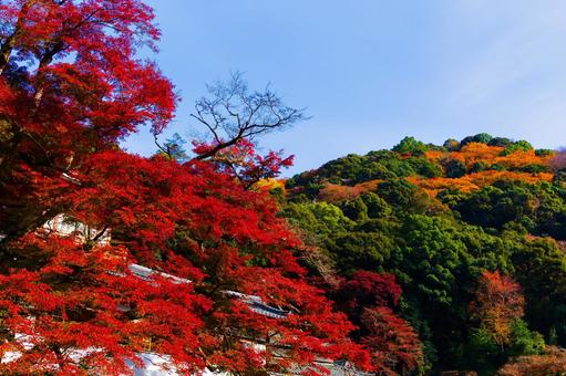紅葉風景 紅葉風景,紅葉,箕面の写真素材