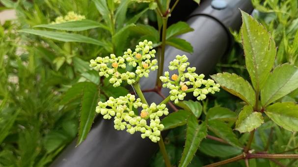 ヤブガシラの花 ヤブガシラの花 ヤブガシラ,花,植物の写真素材