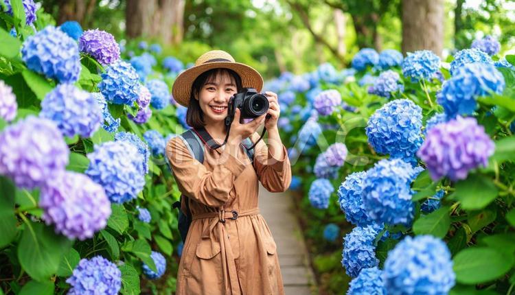 美しい紫陽花に囲まれてカメラを構える女性 紫陽花,女の子,カメラの写真素材