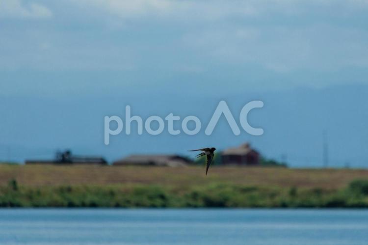 湖面上を飛行する燕 鳥,鳥類,燕の写真素材