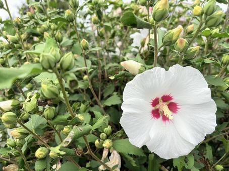 白く清楚な木槿(ムクゲ)の花 白く清楚な木槿(ムクゲ)の花の写真