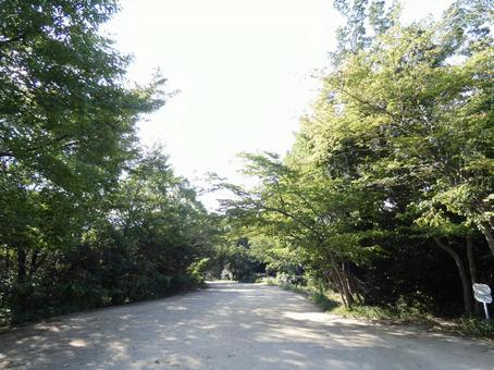 散歩道 散歩道の写真