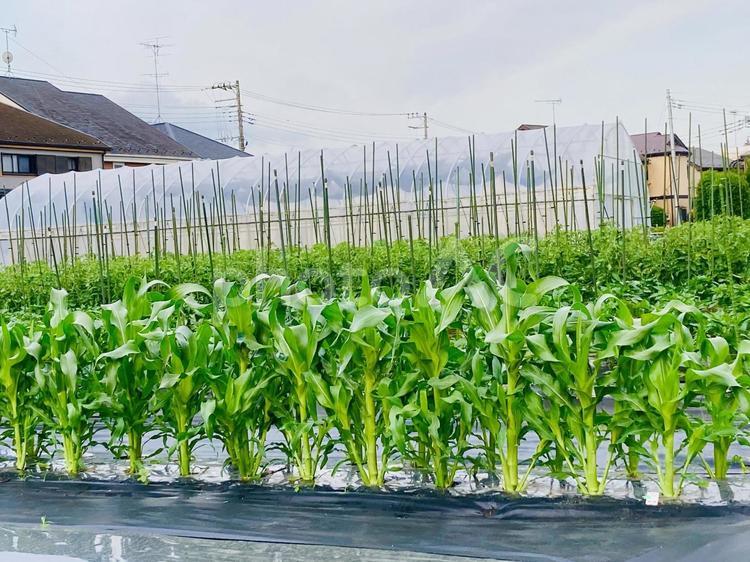とうもろこし畑 畑,野菜,トウモロコシの写真素材