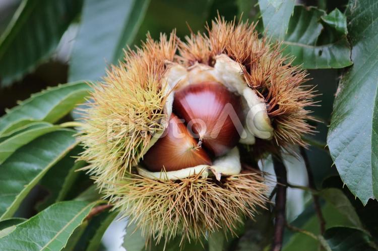 栗の実 栗,クリ,栗の実の写真素材