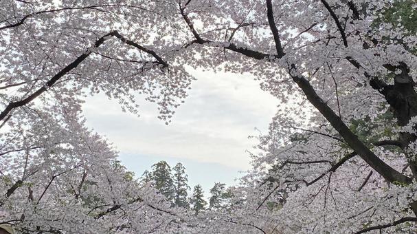 桜のハート 桜のハートの写真