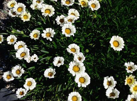 白花が彩る花壇風景 白い花,花壇,草花の写真素材
