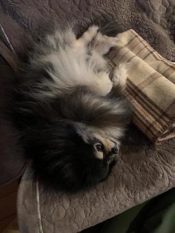 横向きで寝る犬 横向きで寝る犬の写真