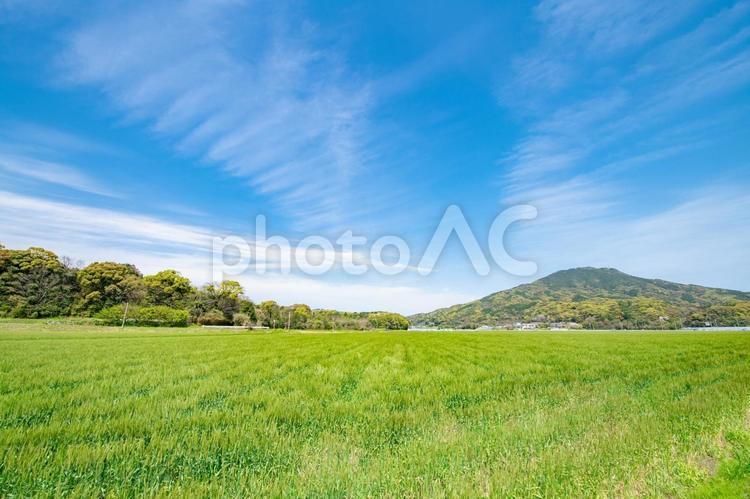 麦畑と青い空の風景 空,自然,山の写真素材