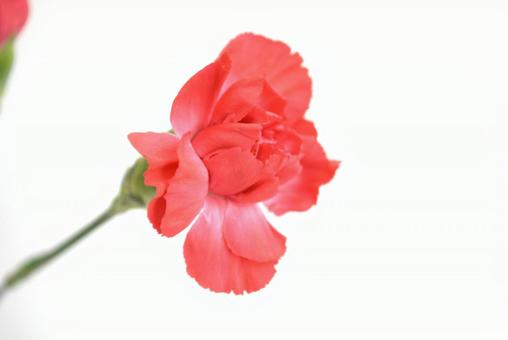 カーネーションの花 カーネーションの花の写真