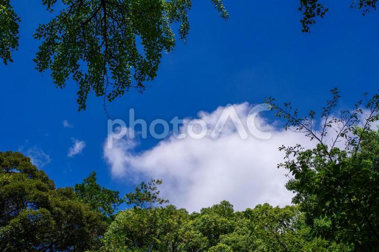 青空と雲と緑と 雲,境内,展示の写真素材