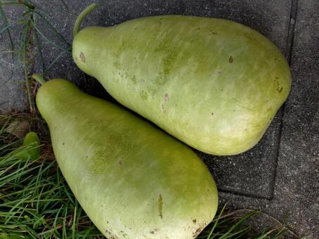 夕顔 夕顔,かんぴょう,野菜の写真素材