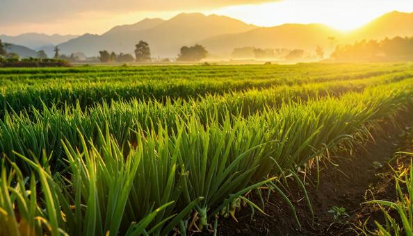 畑にはえているネギの写真