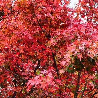 もみじ 紅葉 もみじ 紅葉の写真