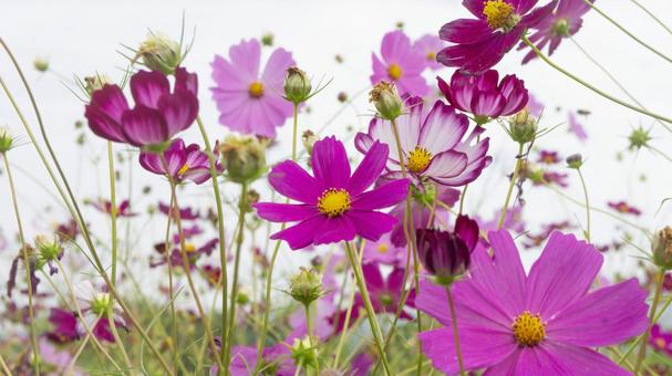 Photo, cosmos, autumn cherry blossoms, autumn, 