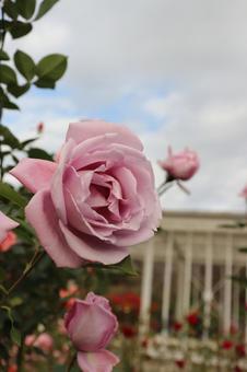 ドイツ生まれの青い薔薇、ブルームーン ドイツ生まれの青い薔薇、ブルームーンの写真